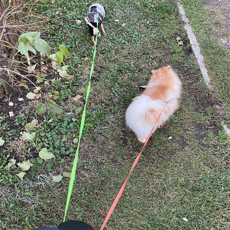 Retractable Dog Leash For Small Dogs Reflective Dual Pet Leash Lead